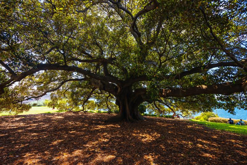 Stunning oak tree with a massive canopy standing in a sunlit green field
