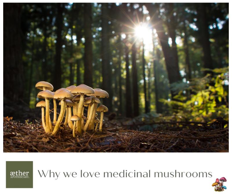 A cluster of small yellow mushrooms growing on the forest floor in soft morning sunlight.