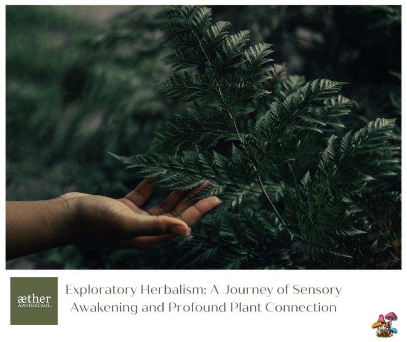 A hand reaching out to touch a lush green fern frond in a forest setting.